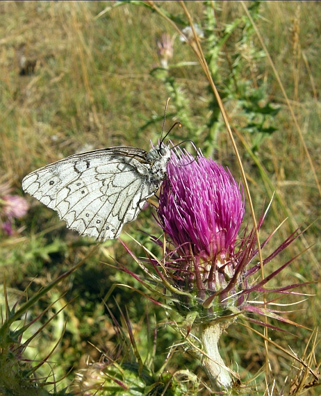 Farfalle dal Gran Sasso